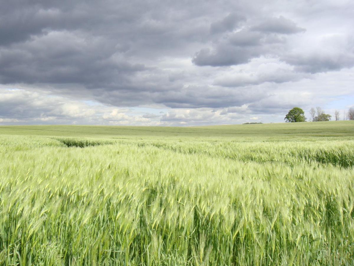 Kleine Auszeit - Natur Und Erholung In Mecklenburg Reimershagen المظهر الخارجي الصورة